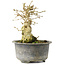Ligustrum, 13,5 cm, ± 12 jaar oud