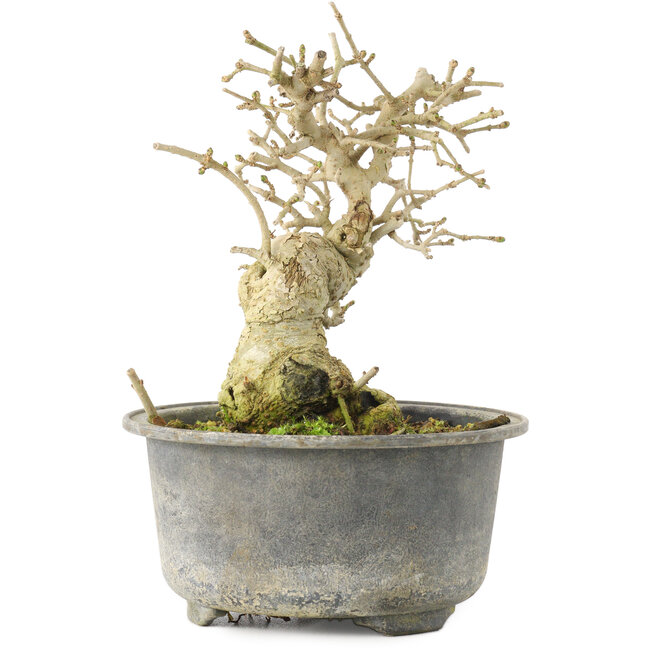 Ligustrum, 13,5 cm, ± 12 years old