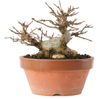 Acer buergerianum, 12,5 cm, ± 20 Jahre alt