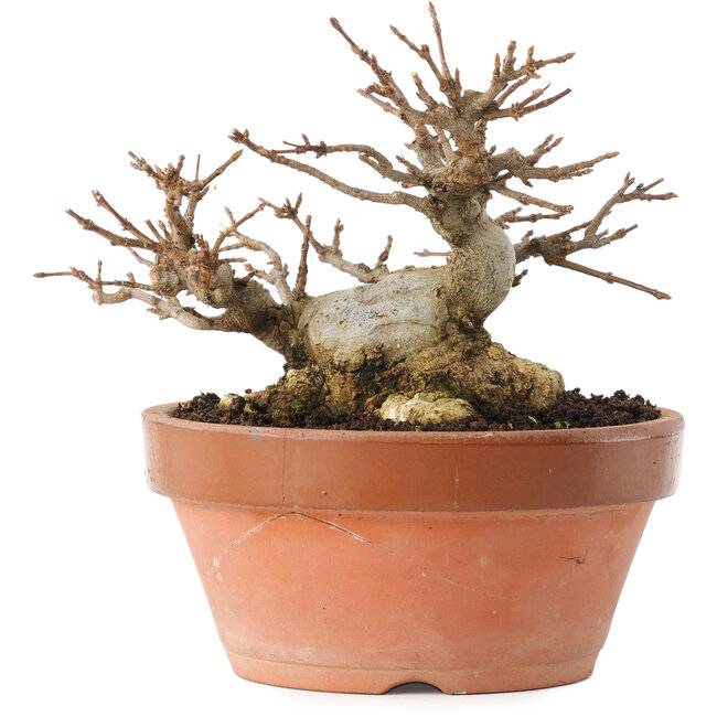 Acer buergerianum, 12,5 cm, ± 20 years old