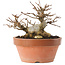 Acer buergerianum, 12,5 cm, ± 20 años