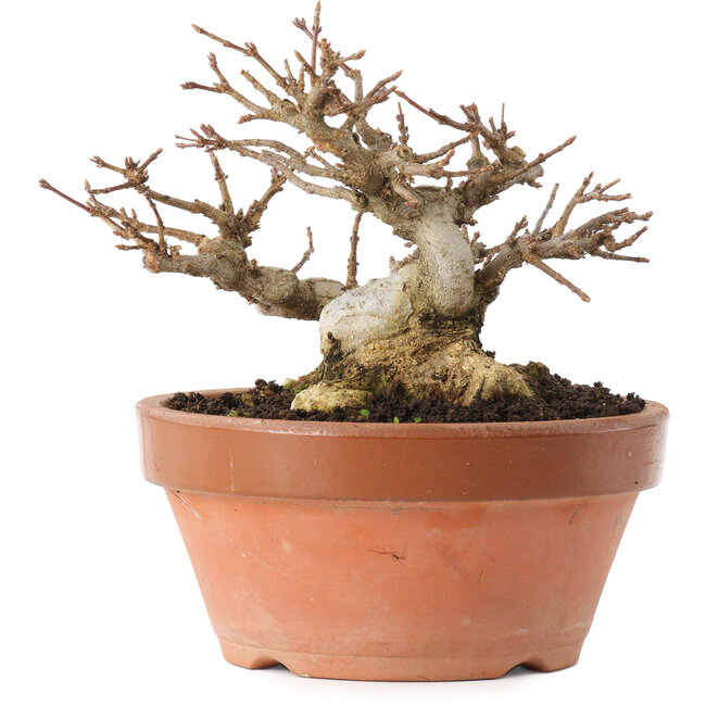Acer buergerianum, 12,5 cm, ± 20 anni