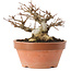 Acer buergerianum, 12,5 cm, ± 20 años