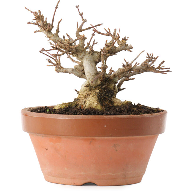 Acer buergerianum, 12,5 cm, ± 20 Jahre alt