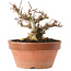 Acer buergerianum, 12,5 cm, ± 20 años