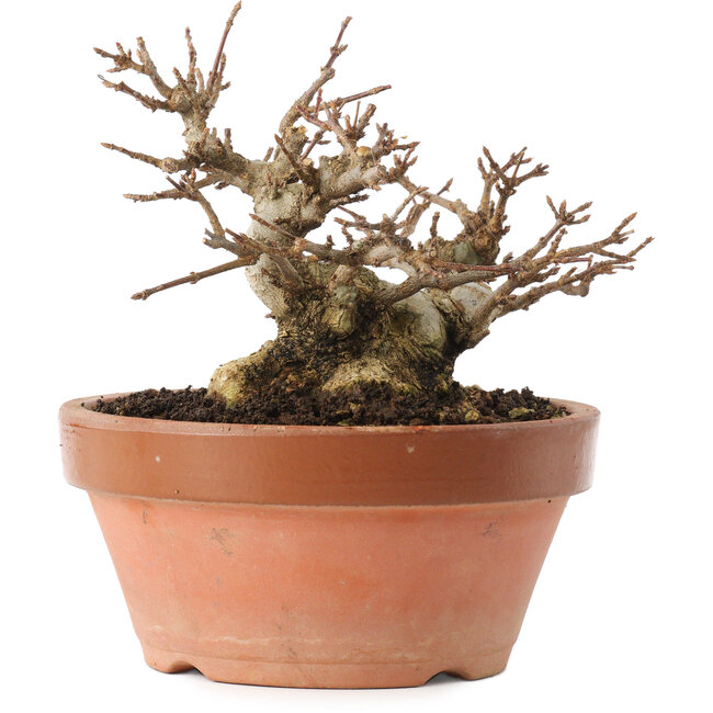 Acer buergerianum, 12,5 cm, ± 20 years old