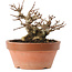 Acer buergerianum, 12,5 cm, ± 20 años