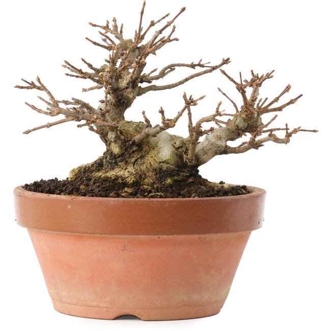 Acer buergerianum, 12,5 cm, ± 20 Jahre alt