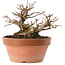 Acer buergerianum, 12,5 cm, ± 20 ans