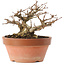 Acer buergerianum, 12,5 cm, ± 20 años