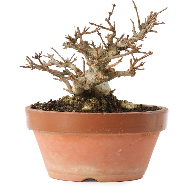 Acer buergerianum, 12,5 cm, ± 20 Jahre alt