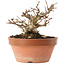 Acer buergerianum, 12,5 cm, ± 20 años