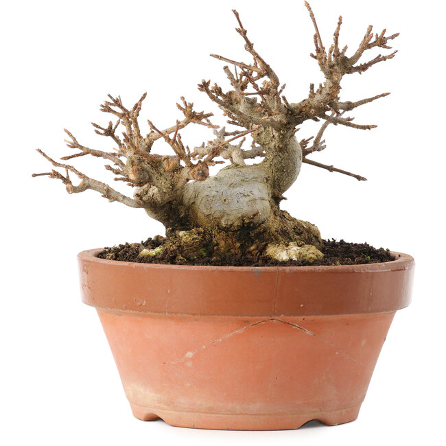 Acer buergerianum, 12,5 cm, ± 20 años