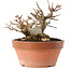 Acer buergerianum, 12,5 cm, ± 20 ans