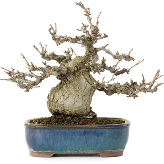 Pourthiaea villosa, 17,5 cm, ± 20 años