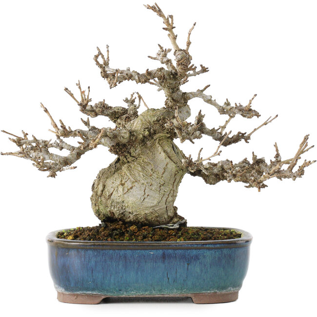 Pourthiaea villosa, 17,5 cm, ± 20 jaar oud