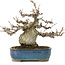 Pourthiaea villosa, 17,5 cm, ± 20 anni