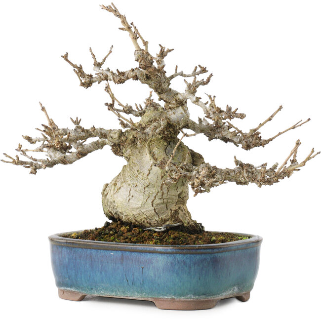 Pourthiaea villosa, 17,5 cm, ± 20 ans