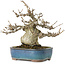 Pourthiaea villosa, 17,5 cm, ± 20 years old