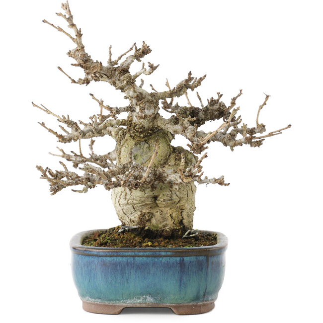 Pourthiaea villosa, 17,5 cm, ± 20 Jahre alt