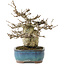 Pourthiaea villosa, 17,5 cm, ± 20 years old