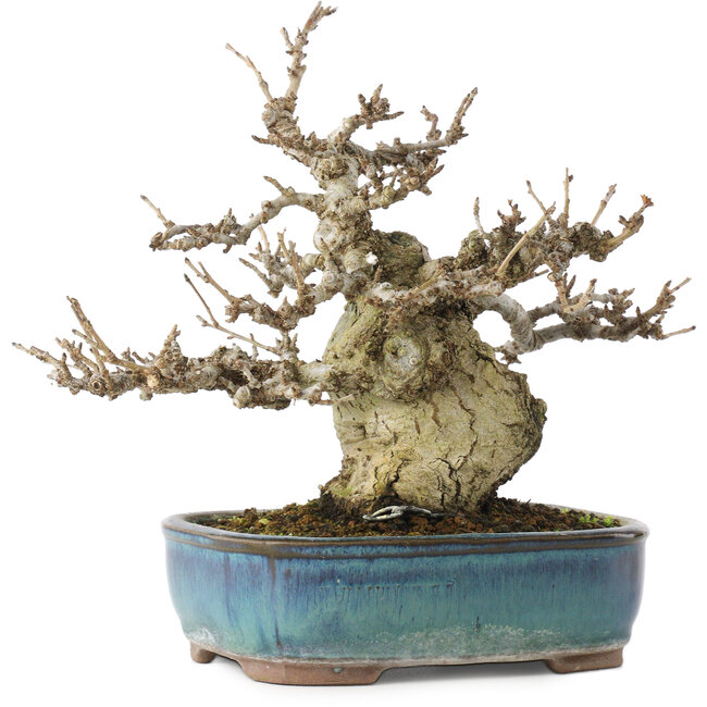 Pourthiaea villosa, 17,5 cm, ± 20 Jahre alt