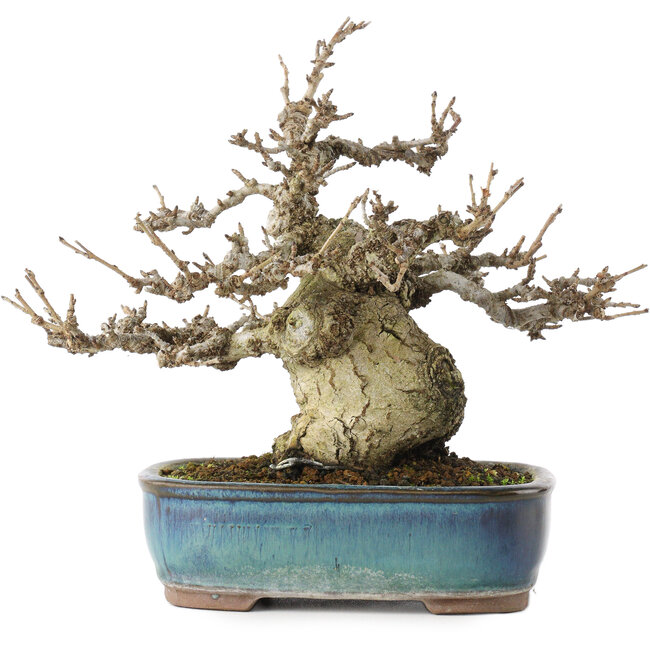 Pourthiaea villosa, 17,5 cm, ± 20 jaar oud