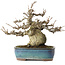 Pourthiaea villosa, 17,5 cm, ± 20 years old