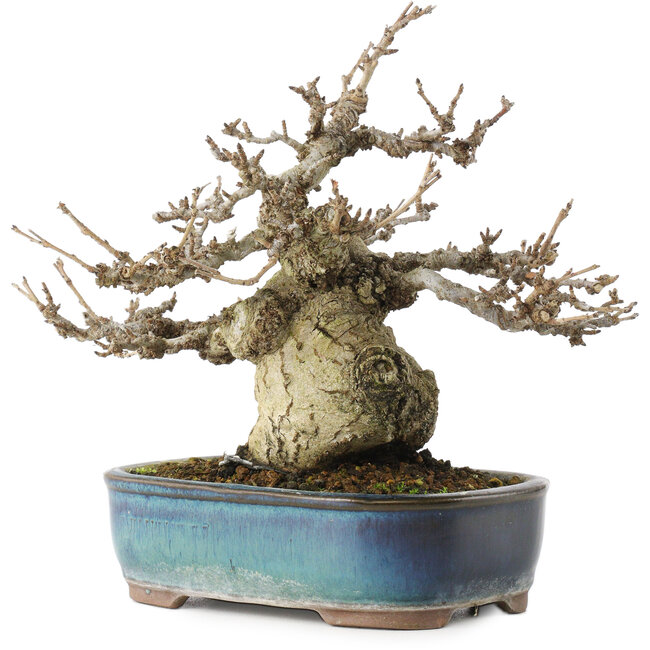 Pourthiaea villosa, 17,5 cm, ± 20 years old