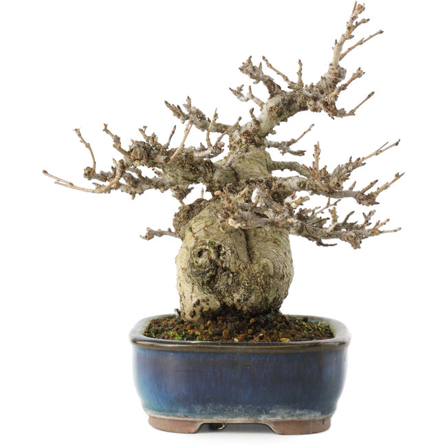 Pourthiaea villosa, 17,5 cm, ± 20 Jahre alt