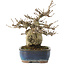 Pourthiaea villosa, 17,5 cm, ± 20 years old