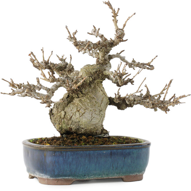 Pourthiaea villosa, 17,5 cm, ± 20 Jahre alt