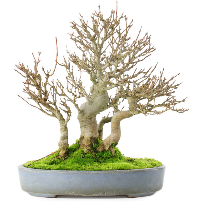 Acer buergerianum, 23,5 cm, ± 20 jaar oud, in een gebarsten handgemaakte Japanse pot van Yamafusa