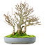 Acer buergerianum, 23,5 cm, ± 20 jaar oud, in een gebarsten handgemaakte Japanse pot van Yamafusa