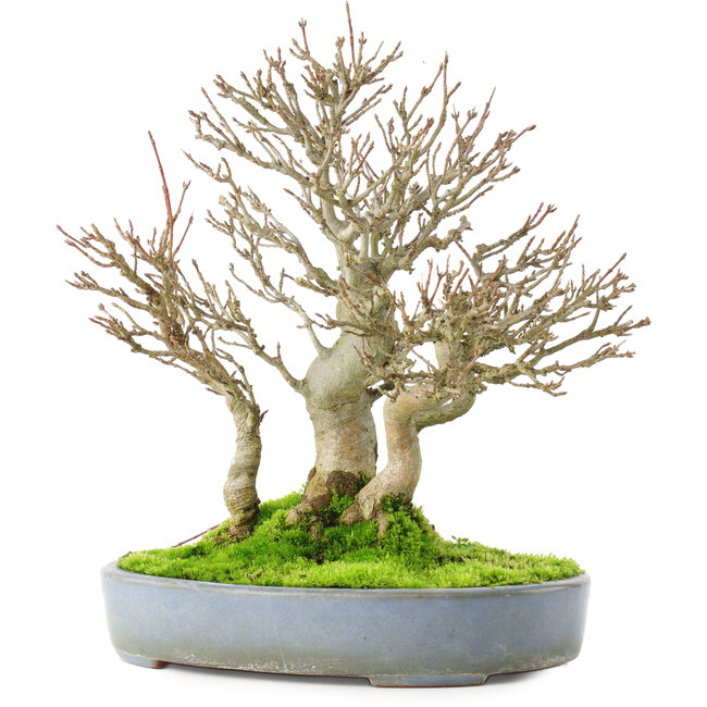 Acer buergerianum, 23,5 cm, ± 20 years old, in a cracked handmade Japanese pot by Yamafusa