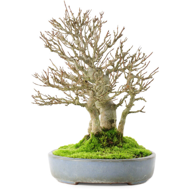 Acer buergerianum, 23,5 cm, ± 20 jaar oud, in een gebarsten handgemaakte Japanse pot van Yamafusa