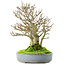 Acer buergerianum, 23,5 cm, ± 20 jaar oud, in een gebarsten handgemaakte Japanse pot van Yamafusa