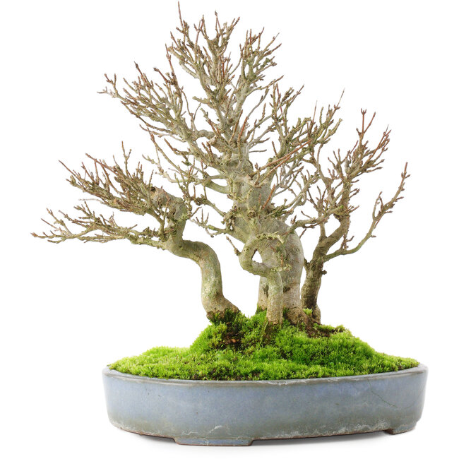 Acer buergerianum, 23,5 cm, ± 20 jaar oud, in een gebarsten handgemaakte Japanse pot van Yamafusa