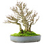 Acer buergerianum, 23,5 cm, ± 20 jaar oud, in een gebarsten handgemaakte Japanse pot van Yamafusa