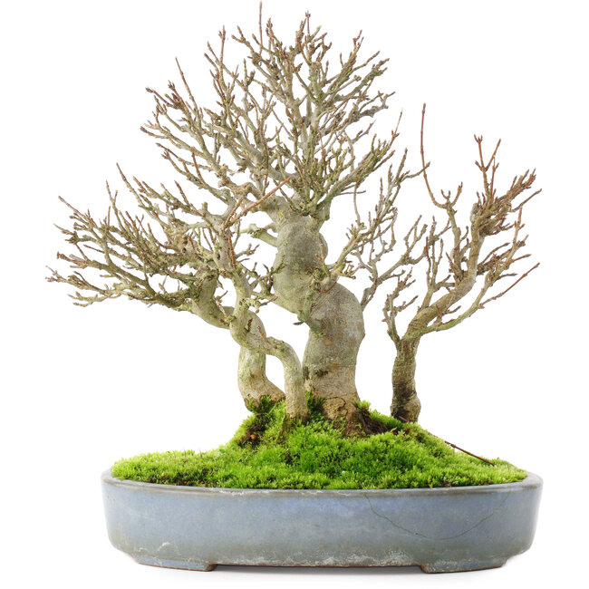 Acer buergerianum, 23,5 cm, ± 20 years old, in a cracked handmade Japanese pot by Yamafusa