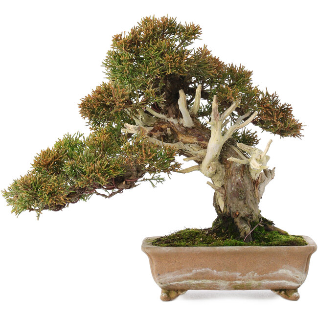 Juniperus chinensis Itoigawa, 22 cm, ± 25 jaar oud, met goed dood hout