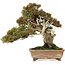 Juniperus chinensis Itoigawa, 22 cm, ± 25 jaar oud, met goed dood hout