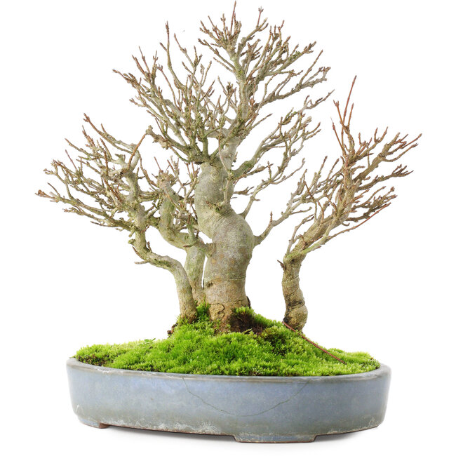 Acer buergerianum, 23,5 cm, ± 20 años, en una maceta japonesa agrietada hecha a mano por Yamafusa