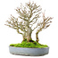 Acer buergerianum, 23,5 cm, ± 20 jaar oud, in een gebarsten handgemaakte Japanse pot van Yamafusa