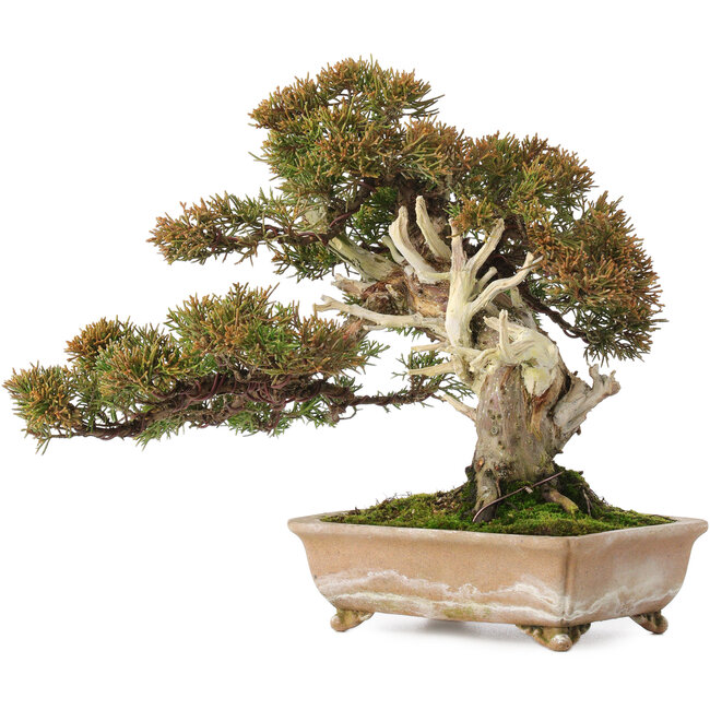 Juniperus chinensis Itoigawa, 22 cm, ± 25 jaar oud, met goed dood hout