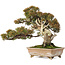 Juniperus chinensis Itoigawa, 22 cm, ± 25 jaar oud, met goed dood hout