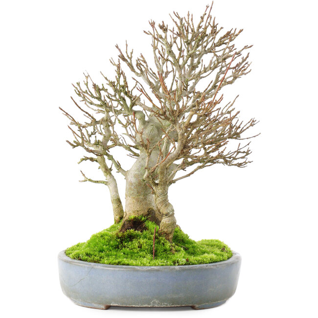 Acer buergerianum, 23,5 cm, ± 20 years old, in a cracked handmade Japanese pot by Yamafusa