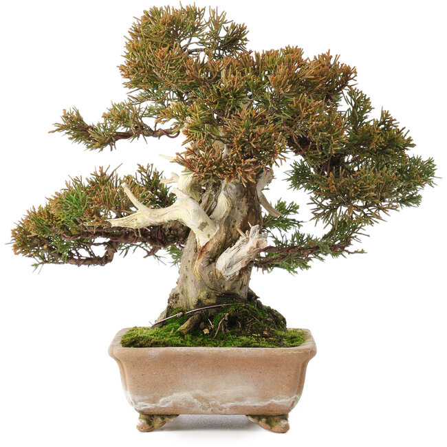 Juniperus chinensis Itoigawa, 22 cm, ± 25 Jahre alt, mit gutem Totholz