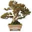 Juniperus chinensis Itoigawa, 22 cm, ± 25 jaar oud, met goed dood hout
