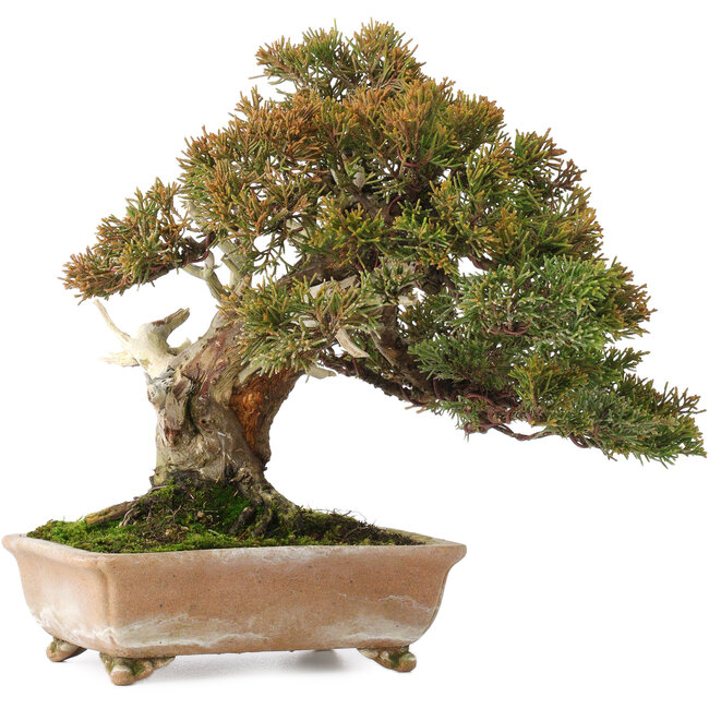 Juniperus chinensis Itoigawa, 22 cm, ± 25 años, con buena madera muerta